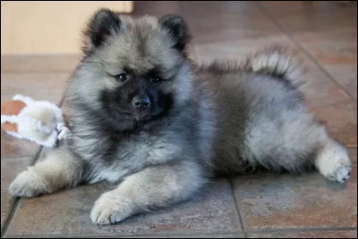 C'est un chien &eacute;nergique qui a besoin de beaucoup d'exercice et d'espace. Son pelage caract&eacute;ristique en fait l'une des races les plus admir&eacute;es dans le monde gr&acirc;ce &agrave; sa ressemblance avec un animal en peluche. Ce chien est docile et loyal avec ses propri&eacute;taires, et a une affection particuli&egrave;re pour les enfants. Il est &eacute;galement tol&eacute;rant avec les &eacute;trangers et d'autres animaux. C'est un...