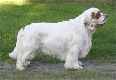 Bien qu'ils aient &eacute;t&eacute; utilis&eacute;s comme chiens de chasse, ils ne sont pas particuli&egrave;rement rapides ou actifs, mais sont de bons pisteurs. On les voit souvent porter des objets dans la bouche, comme s'ils pr&eacute;sentaient des troph&eacute;es. Actuellement, le clumber est seulement utilis&eacute; comme chien de compagnie et a un caract&egrave;re bon et affectueux. C'est un...