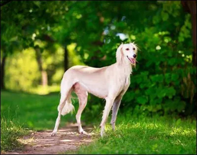 Il &eacute;tait consid&eacute;r&eacute; comme le chien royal de l'&Eacute;gypte ancienne et c'est pourquoi certaines personnes croient que c'est la plus ancienne race de chiens domestiques. C'est un...