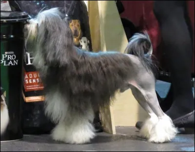 On ne conna&icirc;t pas l'exacte provenance de ces chiens. Ce sont &eacute;galement des chiens courageux qui d&eacute;fient les animaux plus grands et sont faciles &agrave; dresser. Quelle est leur race ?