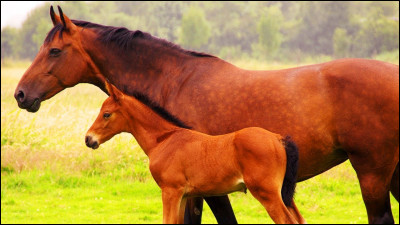 Comment appelle-t-on le bébé du cheval ?