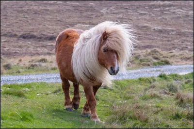 Quel est le plus petit poney du monde ?