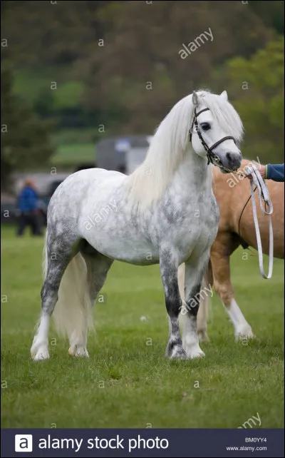 Quelle est la classification du cheval ?