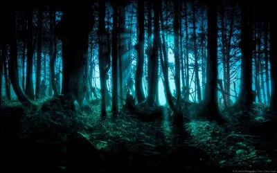 Tu te perds en pleine forêt, quelle est ta réaction ?