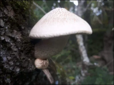 Quelle est l'essence d'arbre de prédilection de l'hypsizygus ulmarius ?