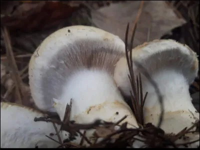 Comment nomme-t-on la membrane fibreuse sous le chapeau dans le genre cortiniarus ?