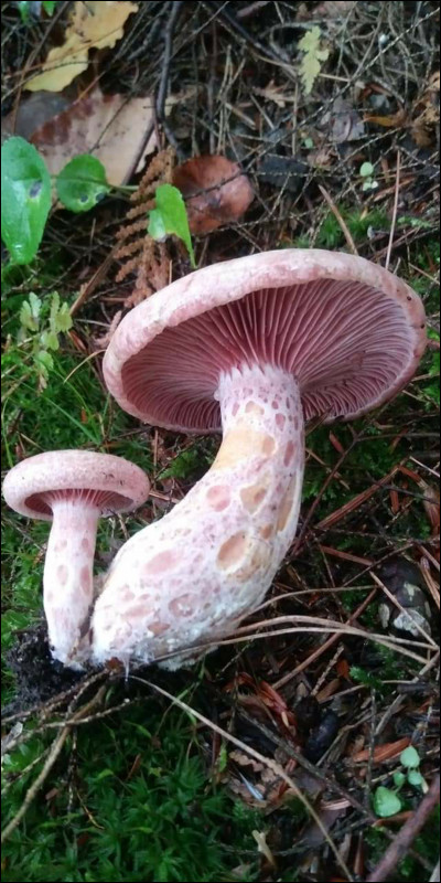 De quelle couleur est le latex de ce champignon ?