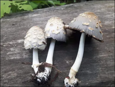 De quelle famille s'agit-il ?