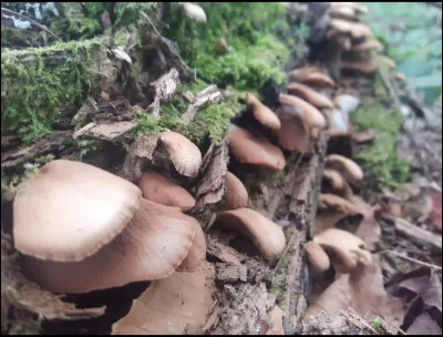 Qu'est-ce qui nous indique qu'il ne s'agit pas de pleurotes ?