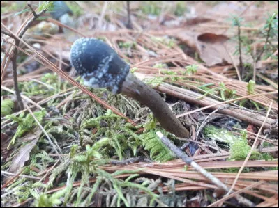 De quelle famille s'agit-il ?