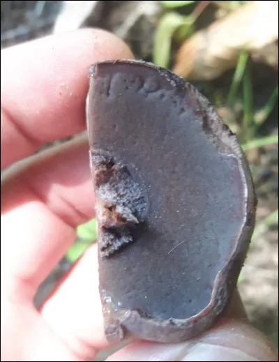 D'après la face poroïdale nommez la famille de ce bolet :