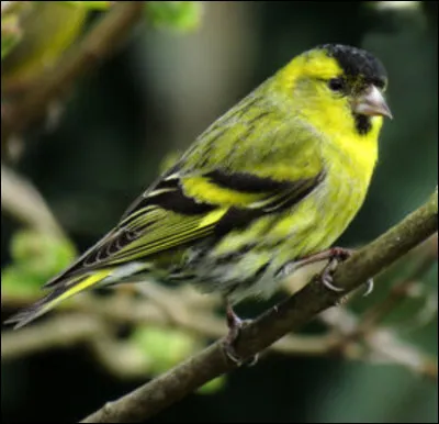 Quel est cet oiseau ?