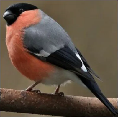 Quel est cet oiseau ?