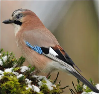 Quel est cet oiseau ?
