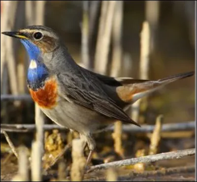 Quel est cet oiseau ?