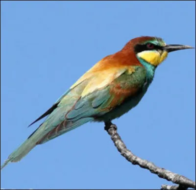 Quel est cet oiseau ?