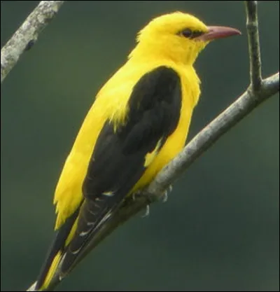 Quel est cet oiseau ?