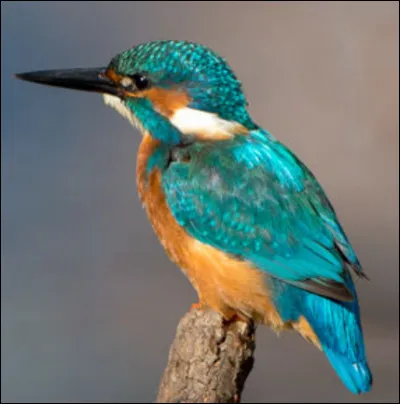 Quel est cet oiseau ?