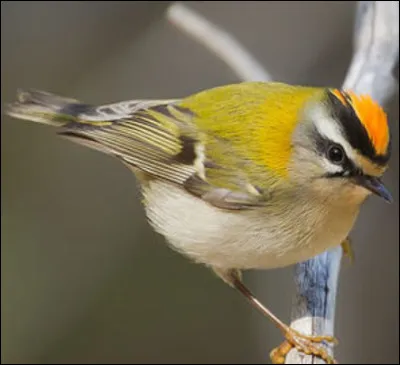 Quel est cet oiseau ?