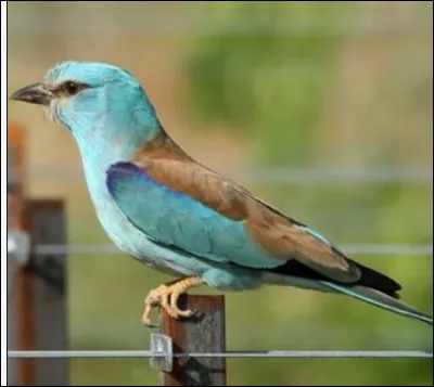 Quel est cet oiseau ?