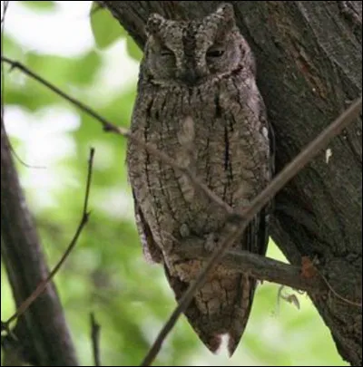 Quel est cet animal ?