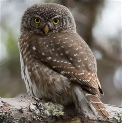 Quel est cet animal ?