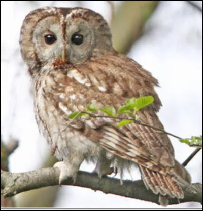 Quel est cet animal ?