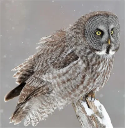 Quel est cet animal ?