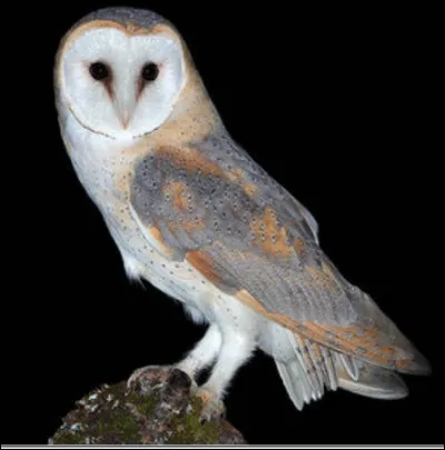 Quel est cet animal ?