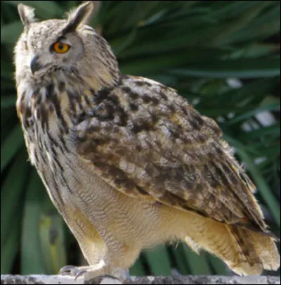 Quel est cet animal ?