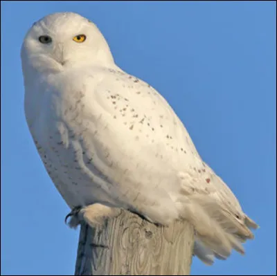 Quel est cet animal ?