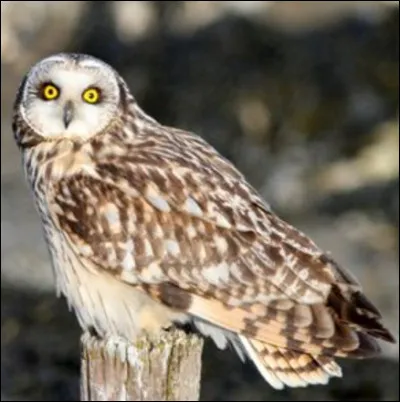 Quel est cet animal ?