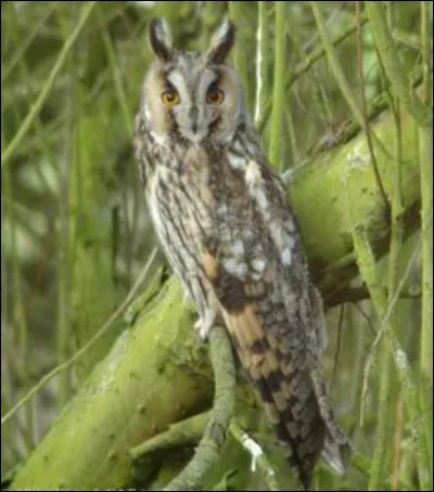 Quel est cet animal ?