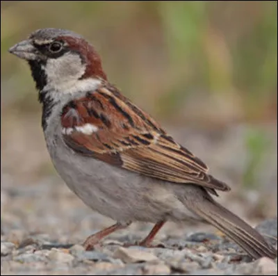 Quel est cet oiseau ?