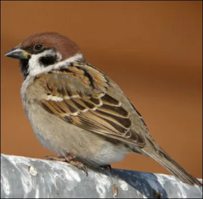 Quel est cet oiseau ?