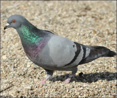 Quel est cet oiseau ?