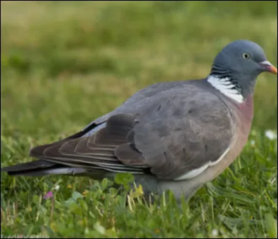 Quel est cet oiseau ?