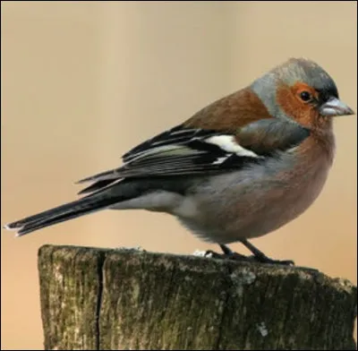 Quel est cet oiseau ?