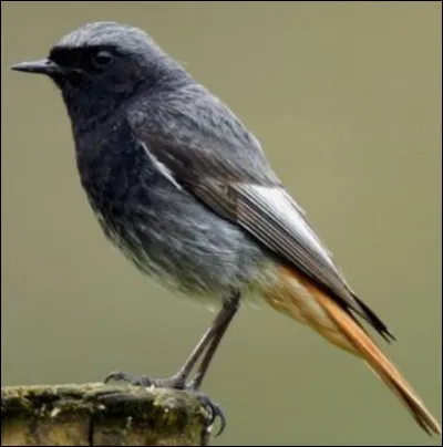 Quel est cet oiseau ?