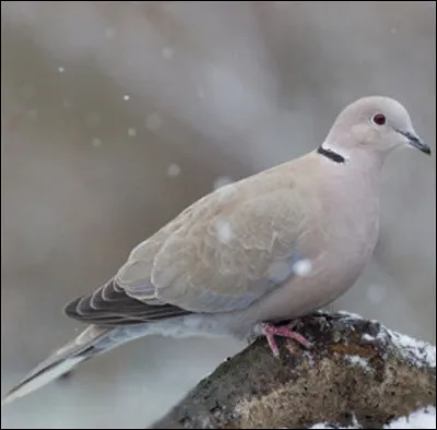 Quel est cet oiseau ?