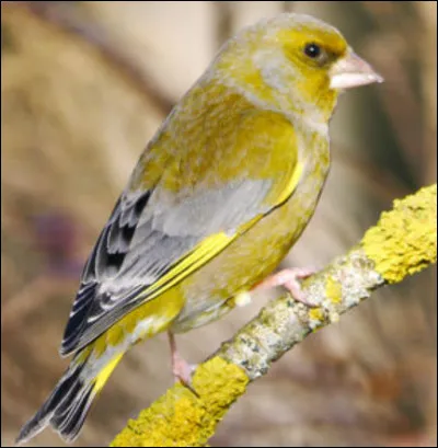 Quel est cet oiseau ?