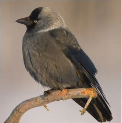 Quel est cet oiseau ?