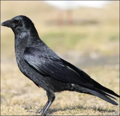 Quel est cet oiseau ?