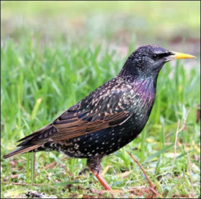 Quel est cet oiseau ?