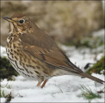 Quel est cet oiseau ?