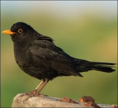 Quel est cet oiseau ?