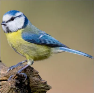 Quel est cet oiseau ?
