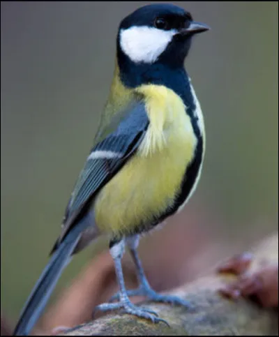 Quel est cet oiseau ?