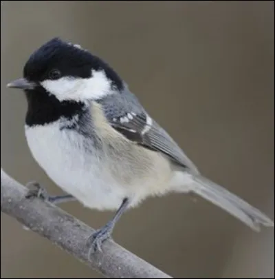 Quel est cet oiseau ?