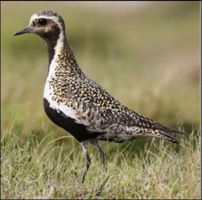 Quel est cet oiseau ?